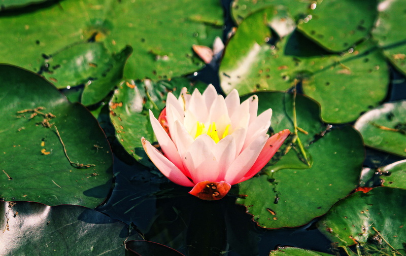 grass, plant, plants, 4K, ornamental plants, beauty, freshness, water polo, leaf, fragility, purity, flower water, flower head, petals, water flowers
