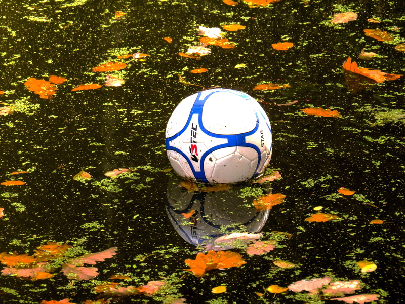 animal, grass, growth, soccer Ball, day, soccer, ball, 4K, sports equipment, football, reflection, water polo, in the water, lake, floating on water, high angle view