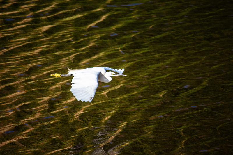 animal wildlife, lake, water bird, flying, high angle view, beak, animals in the wild, feathers, animal, over the water, wings, 5K, one animal, idar, outdoors