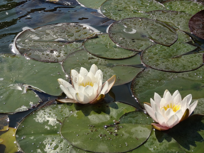 plant, high angle view, water, floating, flower, fragility, vulnerability, 4K, lilies, lily, flower head, no people, flower water, leaves, nature, flowering plant