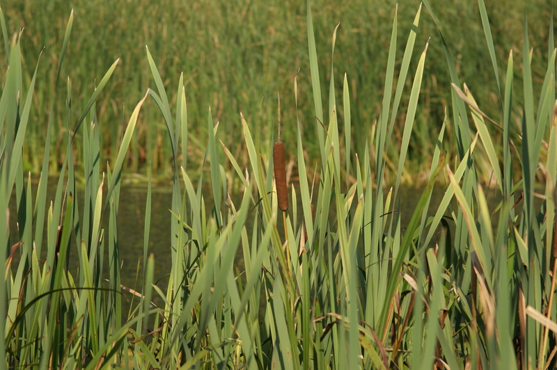 tranquility, backgrounds, growth, agriculture, grass, plant, outdoors, lake, green color, landscape, rural scene, crop, spacer, shuvar, blade of grass