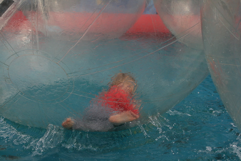 4K, day, red, ball, blue, nautical vessel, transparent, child, water polo-walk, one animal, swim, animals in the wild, giant water ball, animal wildlife
