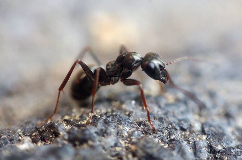 insect, head, no people, food, focus, face, macro, leaf cutter ant, close-up, one animal, soil, animal wildlife, selective, 4K, arthropod, arachnids, probe