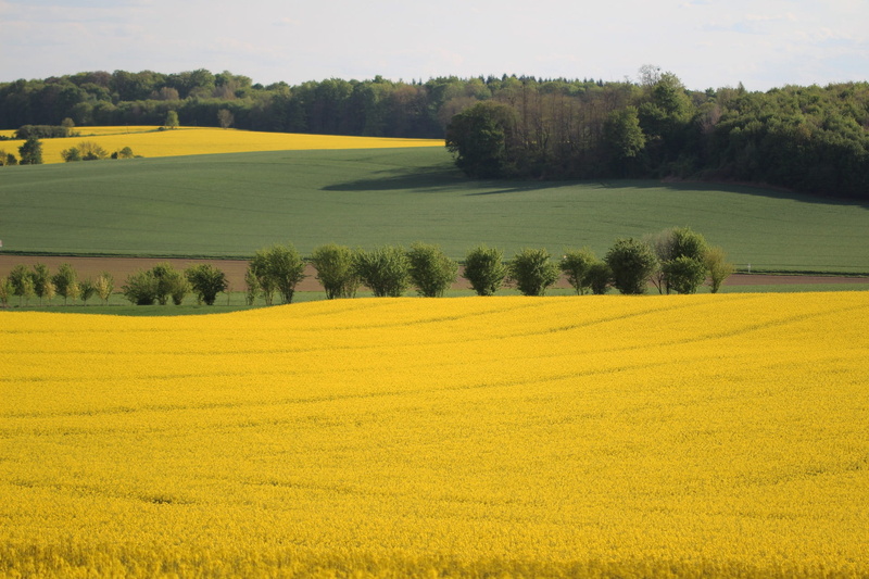 field, landscape, tranquility, spring, oilseed rape, green color, 1080P, day, summer, fields, rolling landscape, nature, oil, no people, sun, tranquil scene
