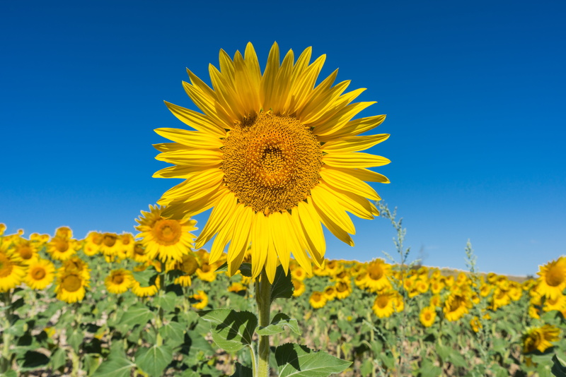 nature serengeti, petal, sunflowers, beauty in nature, springtime, pipes, blue sky, landscape, inflorescence, sky, rural Scene, no people, flower head