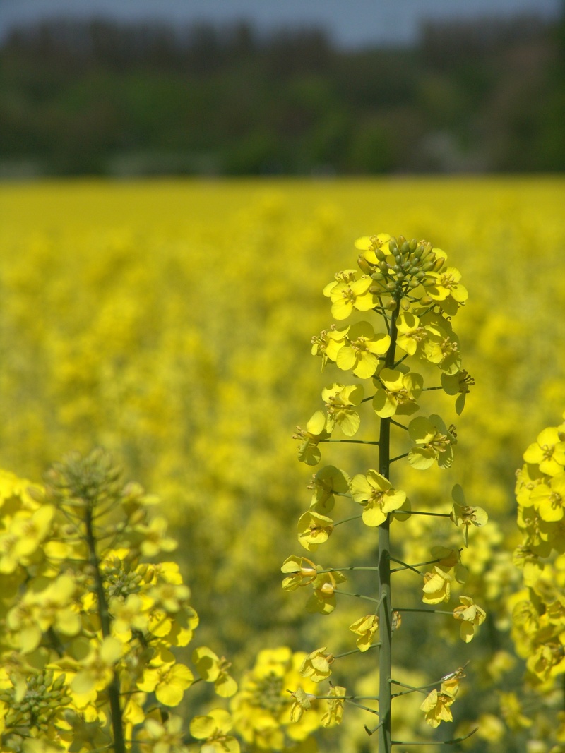 mustard plant, growth, farm, outdoors, land, beauty in nature, nature, 2K, field of rapeseeds, fragility, crop, flowerbed, fields, rural Scene, bloom