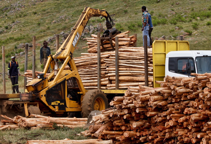 logging, day, workman, log, land vehicle, wood, occupation, motor vehicle, forest, laborer, group of people, men, transportation, large group of objects