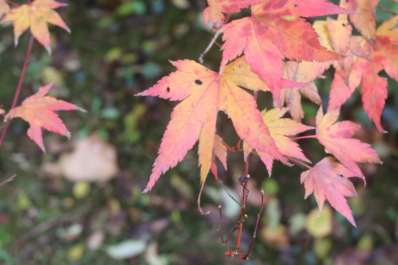 season, autumn, fall, growth, tree, maple, orange color, colors, colorful, natural condition, vulnerability, autumn collection, fragility, day, leaves