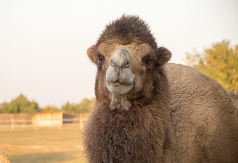 no people, camel, close-up, one animal, looking at camera, mammal, hunchback, dromedary, hair, animal head, zoo, animal themes, animal, bump, pets, livestock