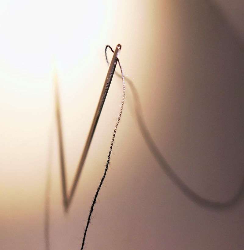 animal wildlife, yarn, repair, plant, thread, close-up, colored background, 1080P, focus on foreground, sewing thread, fragility, one animal, no people