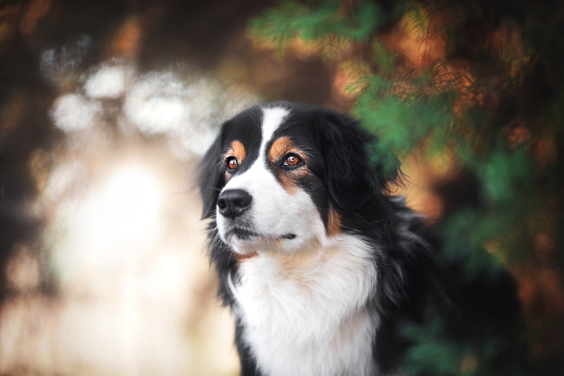 dog, bokeh, brown eyes, face, background, needles, 1080P, look, portrait