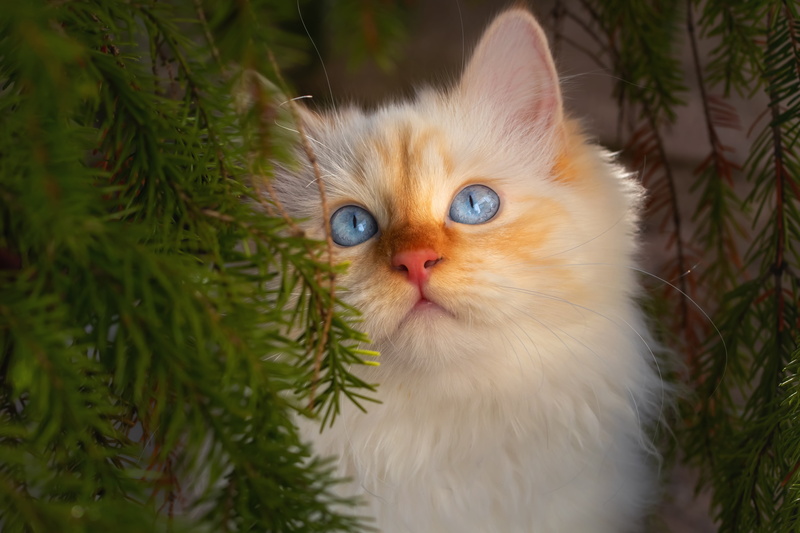 branches, 5K, kitty, cat, portrait, muzzle, blue eyes, needles