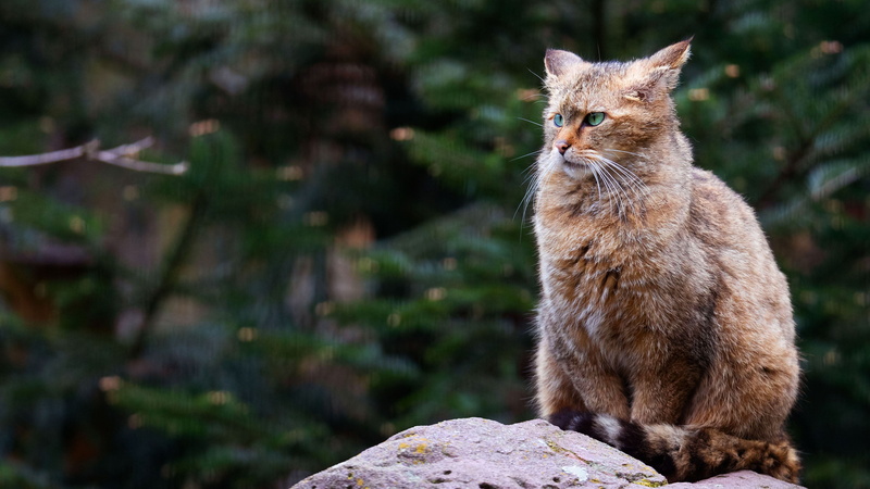 nature, forest, look, evil, bokeh, needles, cat, sitting, European, ate, grey, wild, pose, background, stone, branches, face, green eyes, 4K