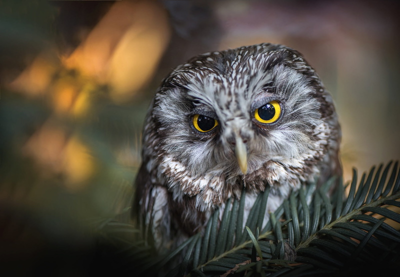 bird, bokeh, owl, 1080P, light, nature, coniferous, close-up, portrait, look, eyes, tail, branches, needles, face, yellow eyes, background, grey