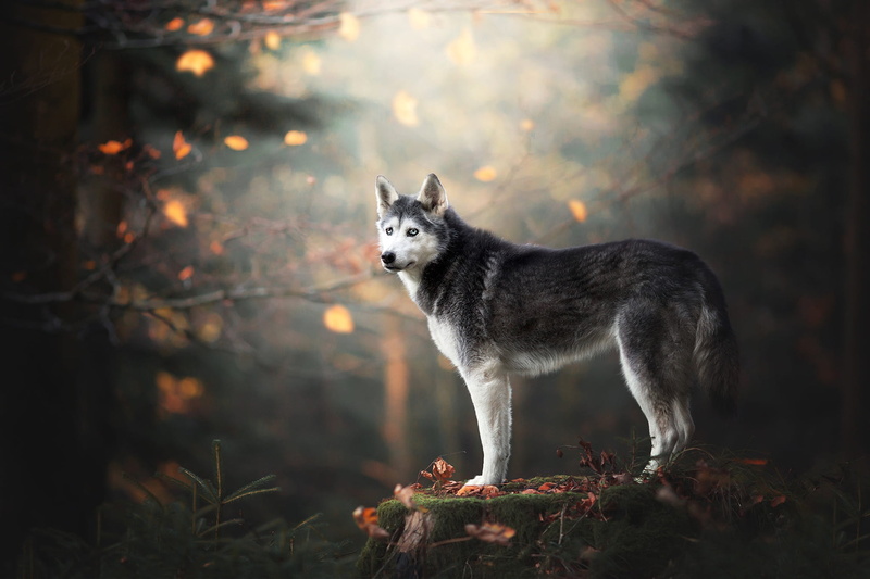 blue eyes, 1080P, pose, stump, forest, autumn, moss, needles, background, dog, look, leaves, nature, husky, bokeh, is, Park, branches