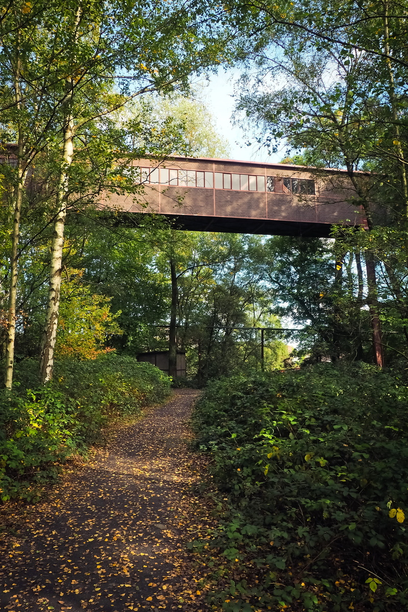 forest, bridge, relax, growth, away, architecture, day, green, idyll, bridge - man made structure, coke, tranquility, built structure, 4K, transportation