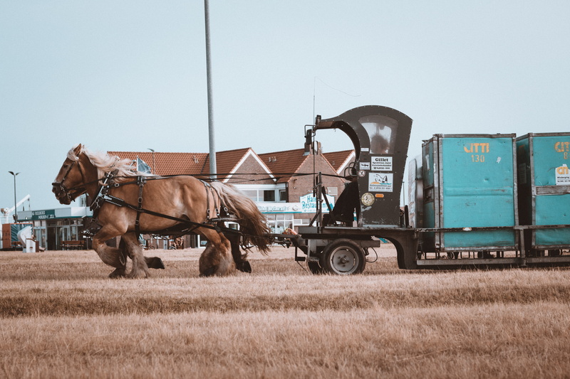 grass, wagon, pulling, germany, brown, field, haul, livestock, animal themes, vehicle, mammal, animal wildlife, hauling, heavy, mode of transportation