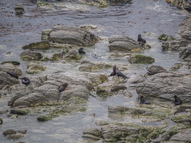 high angle view, real people, mammal, flock, teal, seal haul out, vertebrate, 4K, beauty in nature, plant, otter, land, birds, new zealand, day, nature