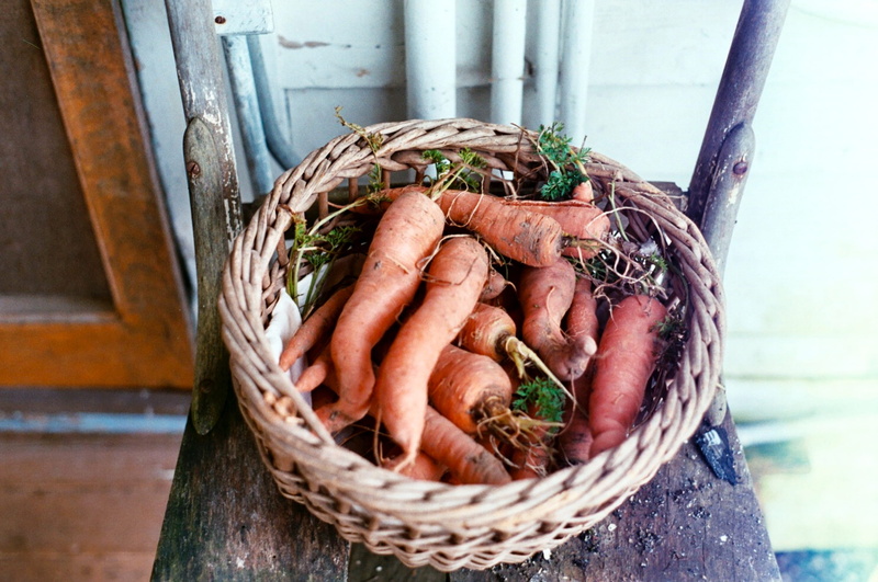 wood - material, no people, carrot, day, united states, first haul, common beet, close-up, high angle view, harvest, still life, wellbeing, carrots, food and drink