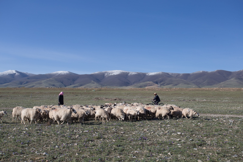 5K, field, mammal, pets, livestock, sky, landscape, mountain, domestic, vertebrate, group of animals, herd, xining, herbivorous, environment, land, animal themes