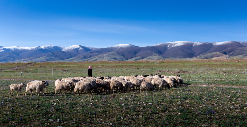 pets, environment, landscape, agriculture, group of animals, no people, mountain, Xining, herbivorous, domestic, animals in the wild, outdoors, nature