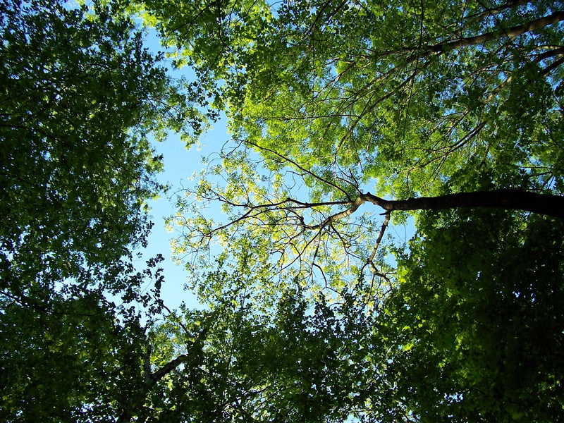 1080P, beauty in nature, forest, low angle view, ostrava, green color, tree canopy, tree, growth, trees, nature, green, tranquility, no people, idyllic