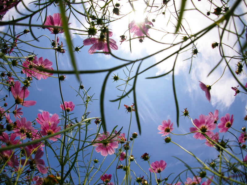 photography, pink Color, nature, springtime, outdoors, plant, worms, 9mm, white, flower, BCL, eye, Fisheye, white  flower, F8.0, Cosmos, tree, 4K, Azure