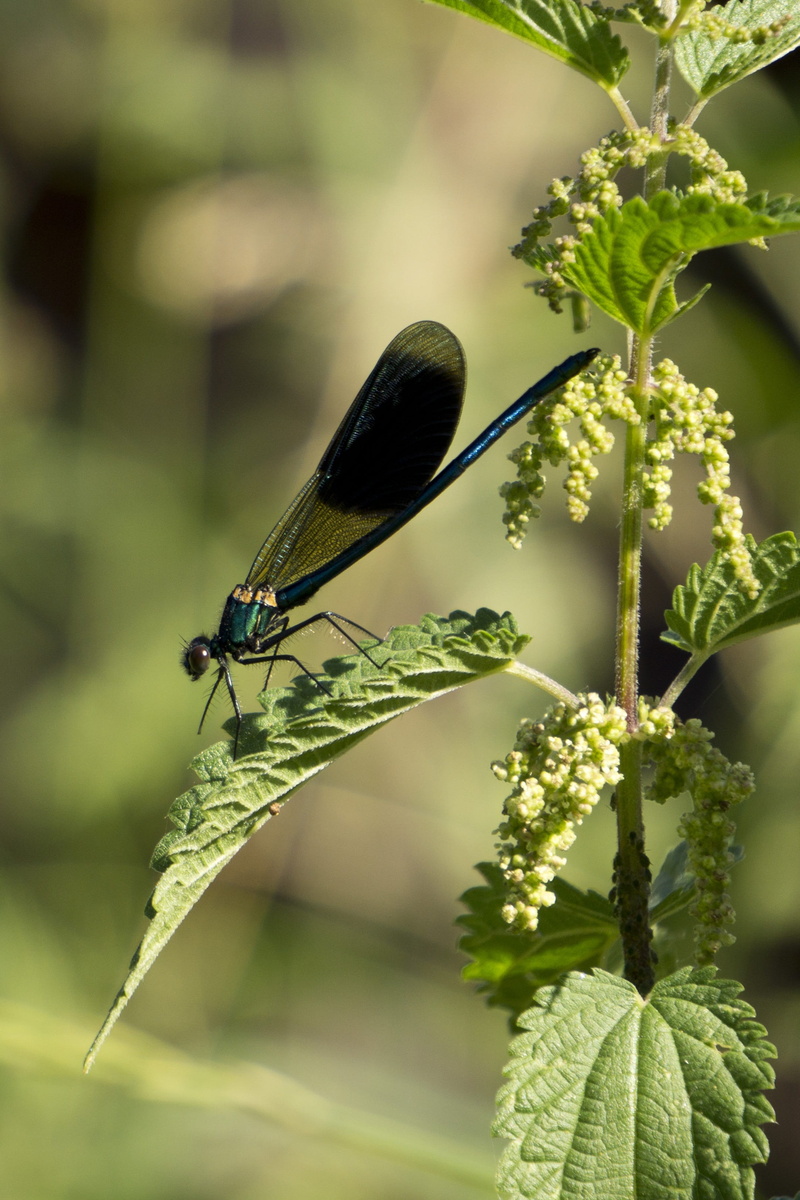 beauty in nature, leaf, close-up, animal themes, invertebrate, insect, blue dragonfly, 2K, no people, animal, dragonfly, nature, green color, growth, day