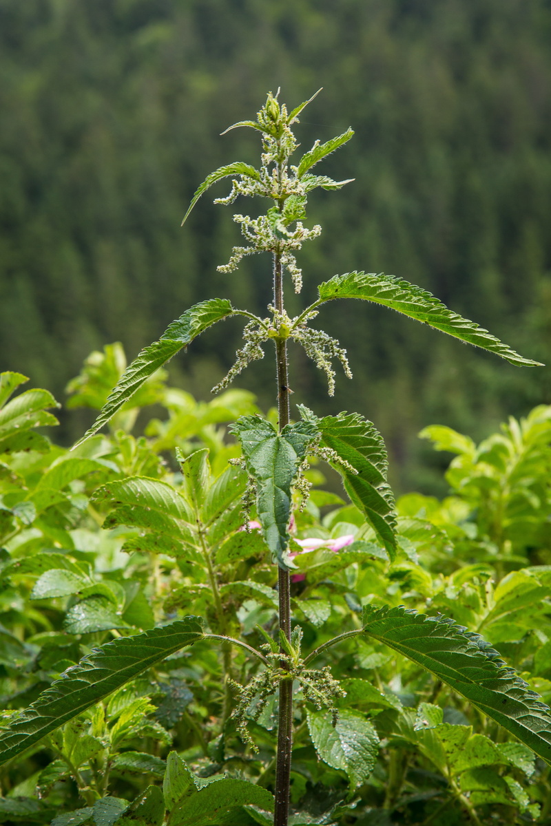 no people, fragility, green color, beauty in nature, nature, urticaceae, 4K, close-up, stinging nettle, medicinal plant, leaf, plant, plant stem, land