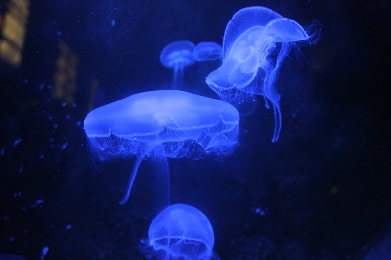 wildlife, swimming, floating on water, group of animals, animals in the wild, 4K, sea life, jellyfish, nature, tentacle, close-up, sea, undersea, animal