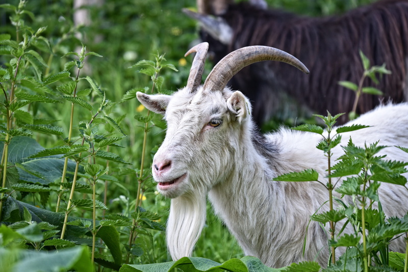 animal head, one animal, green color, animal themes, goat, day, herbivorous, vertebrate, horned, domestic animals, livestock, eyes, domestic goat, beard
