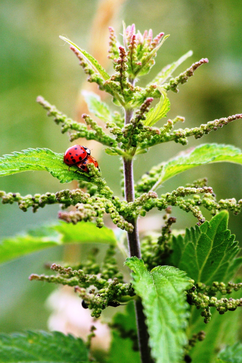 Stinging Nettle, insect, nettle, blind nettle, leaf, stinging, animal, animal themes, animals in the wild, pollination, beauty in nature, outdoors, incomplete