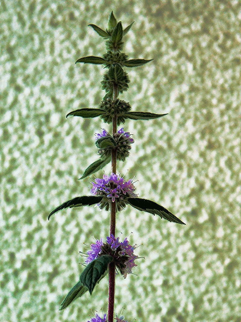 purple, petal, flower head, flower, outdoors, stinging nettle, botany, fragility, pollen, inflorescence, plant stem, flowering plant, no people, 4K, nature