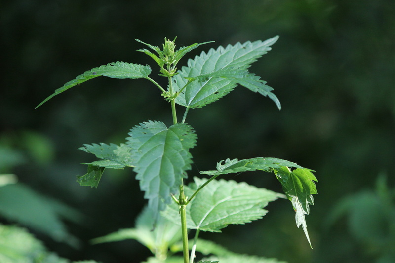 beauty in nature, day, plant part, leaf, green color, growth, no people, food and drink, Nature, Stinging Nettle, herb, vegetable, green, healthy eating