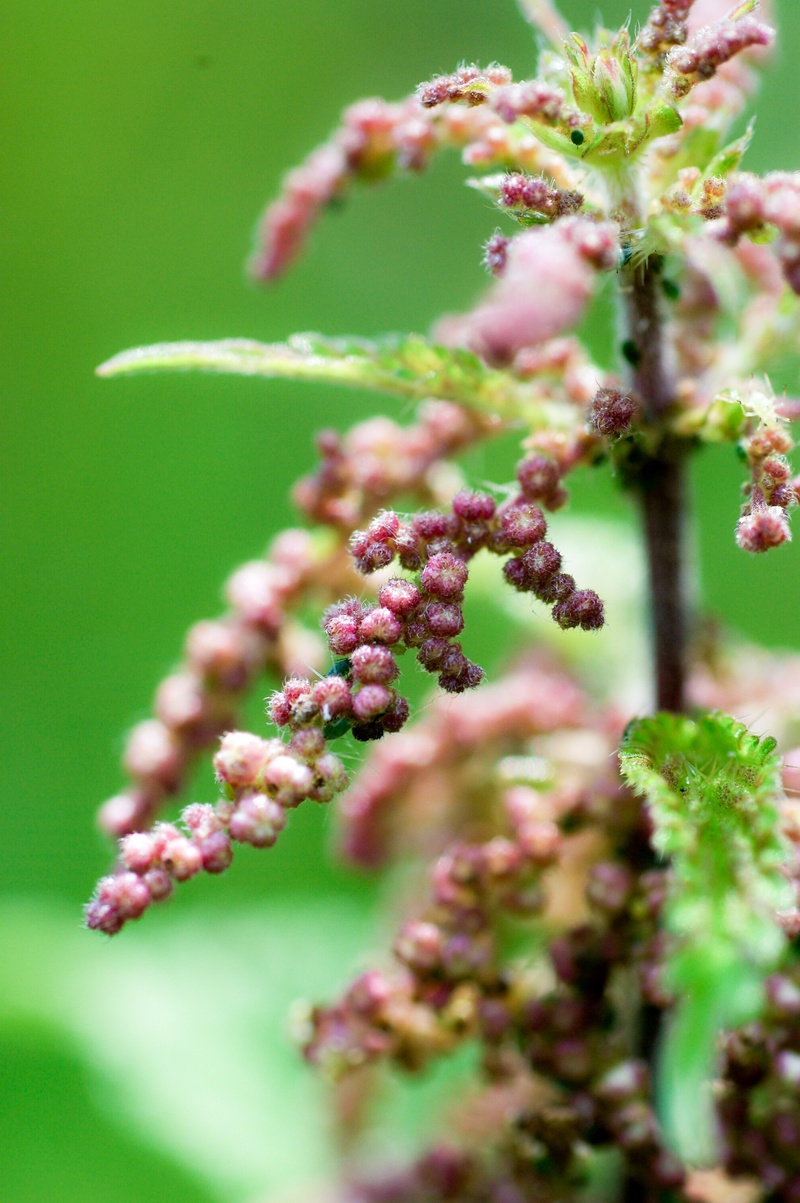 no people, lilac, botany, freshness, flowering plant, macro, bud, blossom, vulnerability, beauty in nature, close-up, medicinal herb, herbs, cherry blossom