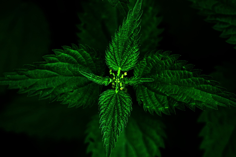 green color, on the ground, blind nettle, night, green, leaves, of course, outdoors, close-up, marijuana - herbal cannabis, flower, october, macro, 4K
