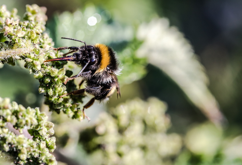 invertebrate, no people, animal, insect, nectar search, close-up, growth, stinging nettle, animal wildlife, meadow hummel, fly, bumblebee, Meadow, fragility