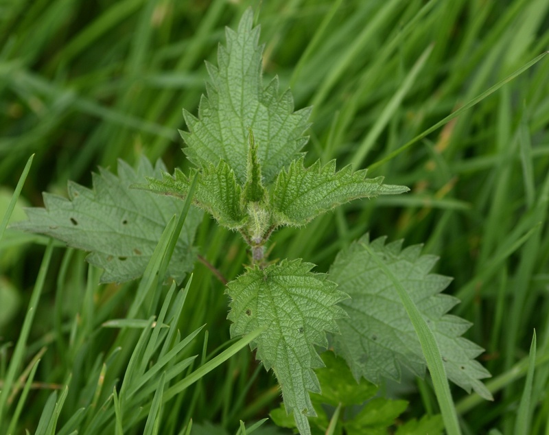 freshness, green color, drop, focus on foreground, dew, plant part, water, blade of grass, burning hair, close-up, wet, field, plant, herb, day, stinging nettle