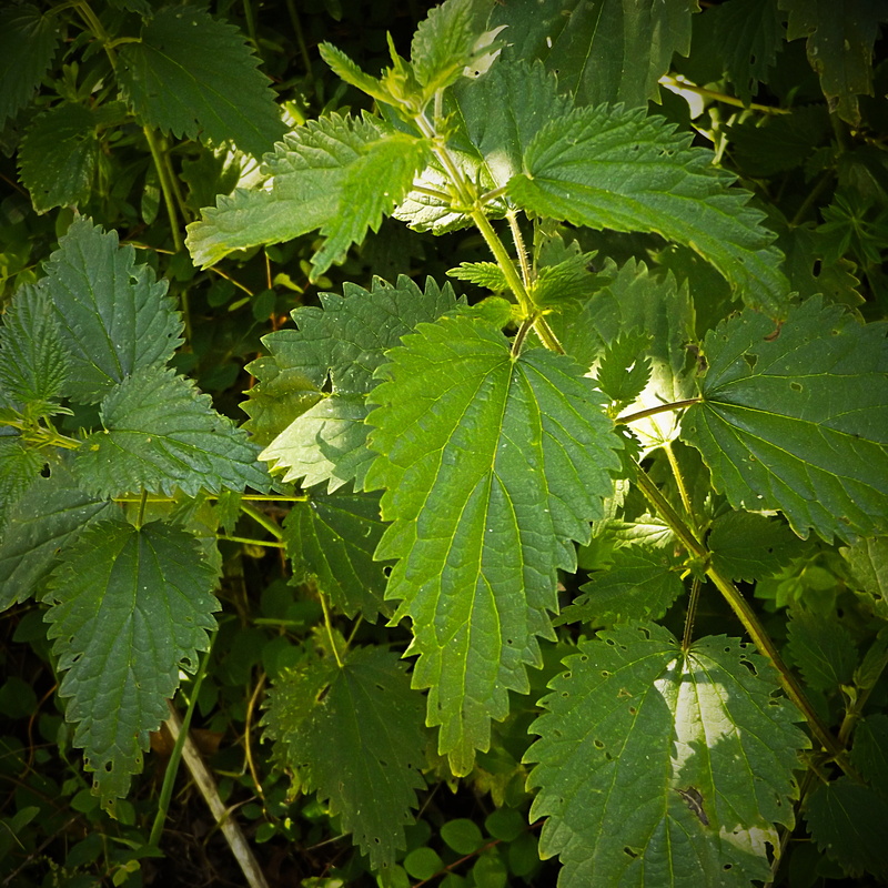 bless you, summer, natural pattern, alternative, traditional, green Color, freshness, nature, flu, stinging nettle, outdoors, high angle view, healing
