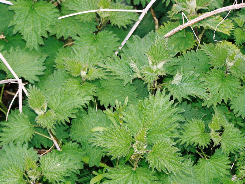 land, natural, medicine, plant, high angle view, sting, spiky, nettles, plant part, weeds, freshness, stinging, green color, botany, tree, foliage, english