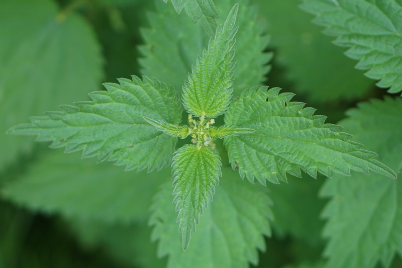 close-up, light, brennessel, nettles, stinging nettle, leaf vein, blind nettle, green, plant part, autumn, freshness, nature, on the ground, outdoors, food
