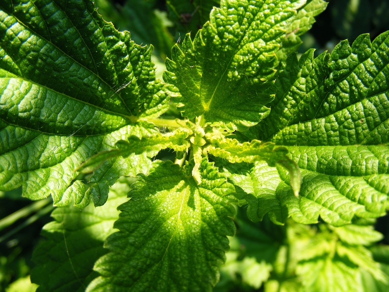 leaf, urtica, selective focus, day, serotonin, sunlight, beauty in nature, plants, no people, backgrounds, close-up, growth, 2K, plant, acetylcholine