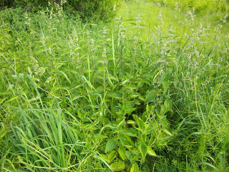 nettle leaves, tranquility, freshness, green Color, backgrounds, plant, stinging nettle, land, outdoors, landscape, 4K, beauty in nature, leaf, high angle view