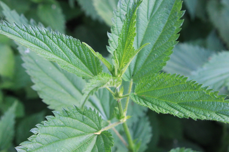 green color, no people, nettle, leaf, herbal medicine, herb, plant, botany, food, stinging, day, beauty in nature, healthcare and medicine, urtica, leaves