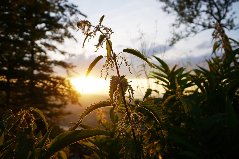 outdoors, plant, sun, tranquility, 4K, mood, stinging nettle, field, back light, nature, leaf, plant part, abendstimmung, sunlight, sunset, tree, focus on foreground