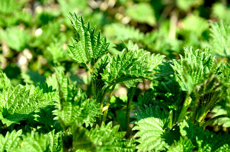 close-up, herb, food and drink, selective focus, sunlight, freshness, green, day, food, plant, growth, stinging nettle, spring, outdoors, 4K, beauty in nature