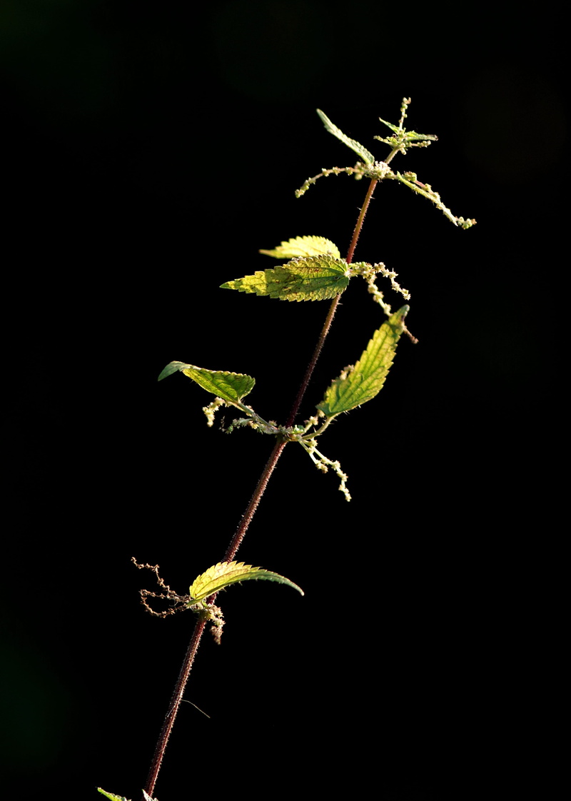 closeup, stinging nettle, the stem, night, studio shot, plant part, beauty in nature, plant, growth, flower, leaf, black background, burns, copy space