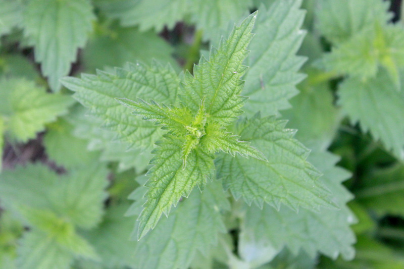 herbal medicine, plant, flora, freshness, food, blossom, no people, nettle, growth, garden, 4K, nature, stinging nettle, close-up, day, medicine, marijuana - herbal cannabis