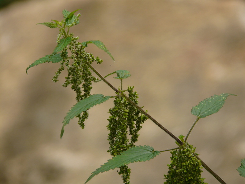 fragility, plant part, beginnings, plant stem, Back Light, beauty in nature, Nature, outdoors, selective focus, vulnerability, close-up, herb, green, flower