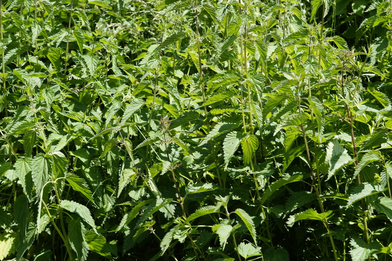 leaves, Weed, fouling, Scrub, nature, day, growth, 5K, beauty in nature, nettles, field, outdoors, no people, freshness, tranquility, vegetation, plant